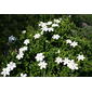 File:Gardenia jasminoides in Mount Yagi 2008-06-13.jpg